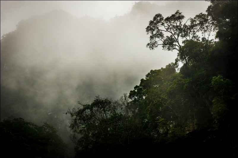 Montagne et forêt dans la brume au Vietnam