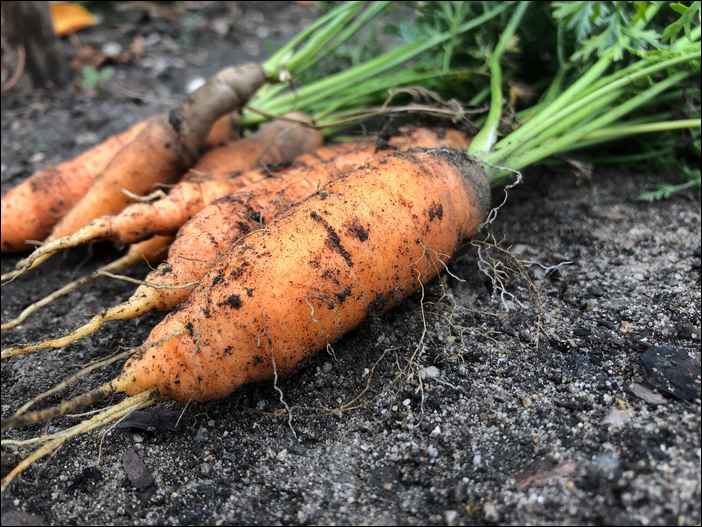 Carottes bios en Allemagne
