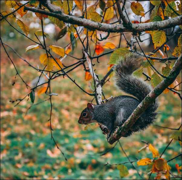 Un écureuil gris dans les branches