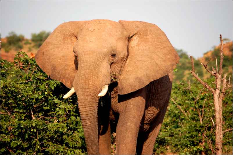 Un éléphant