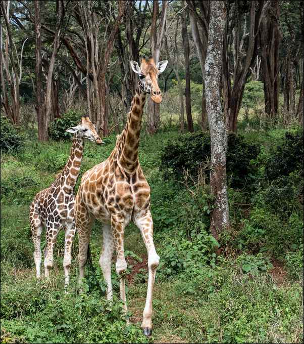 Girafe et girafon au Kénya