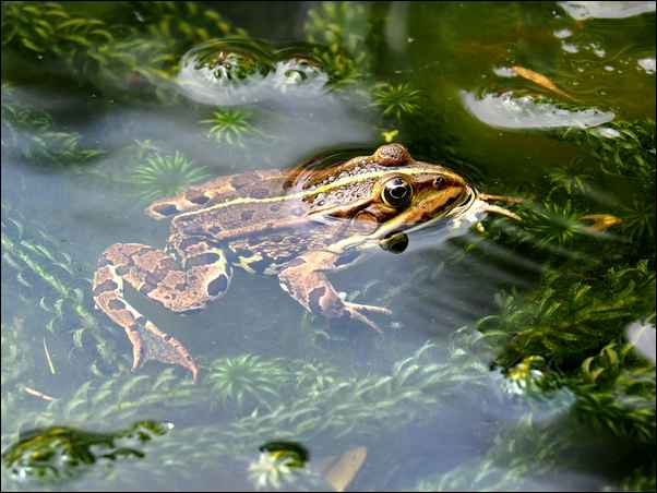 Une grenouille nage dans l'eau d'une mare