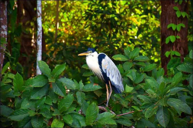 Un oiseau dans la forêt au Pérou