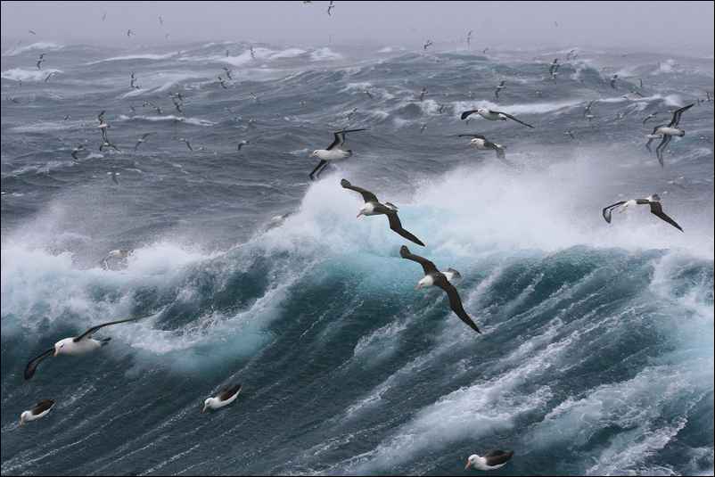 Vol d'oiseaux de mer au-dessus des vagues, îles Falkland