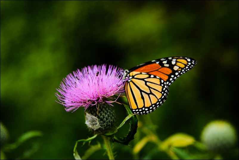 Un papillon sur une fleur de chardon