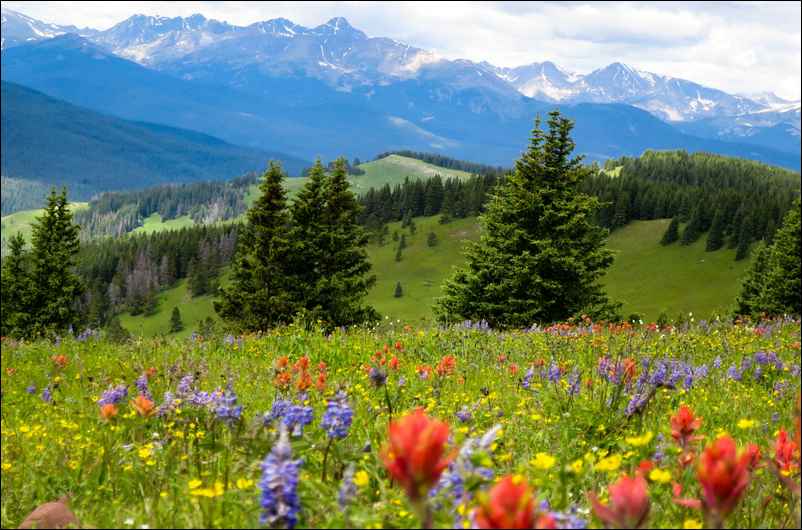 Prairie fleurie et montagnes