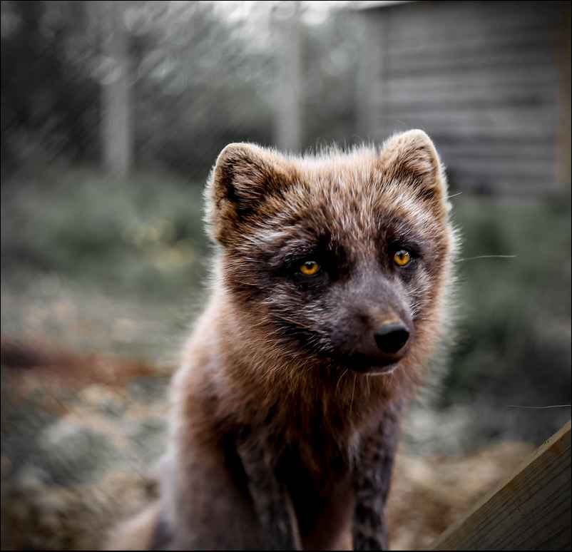 Un renard arctique en islande